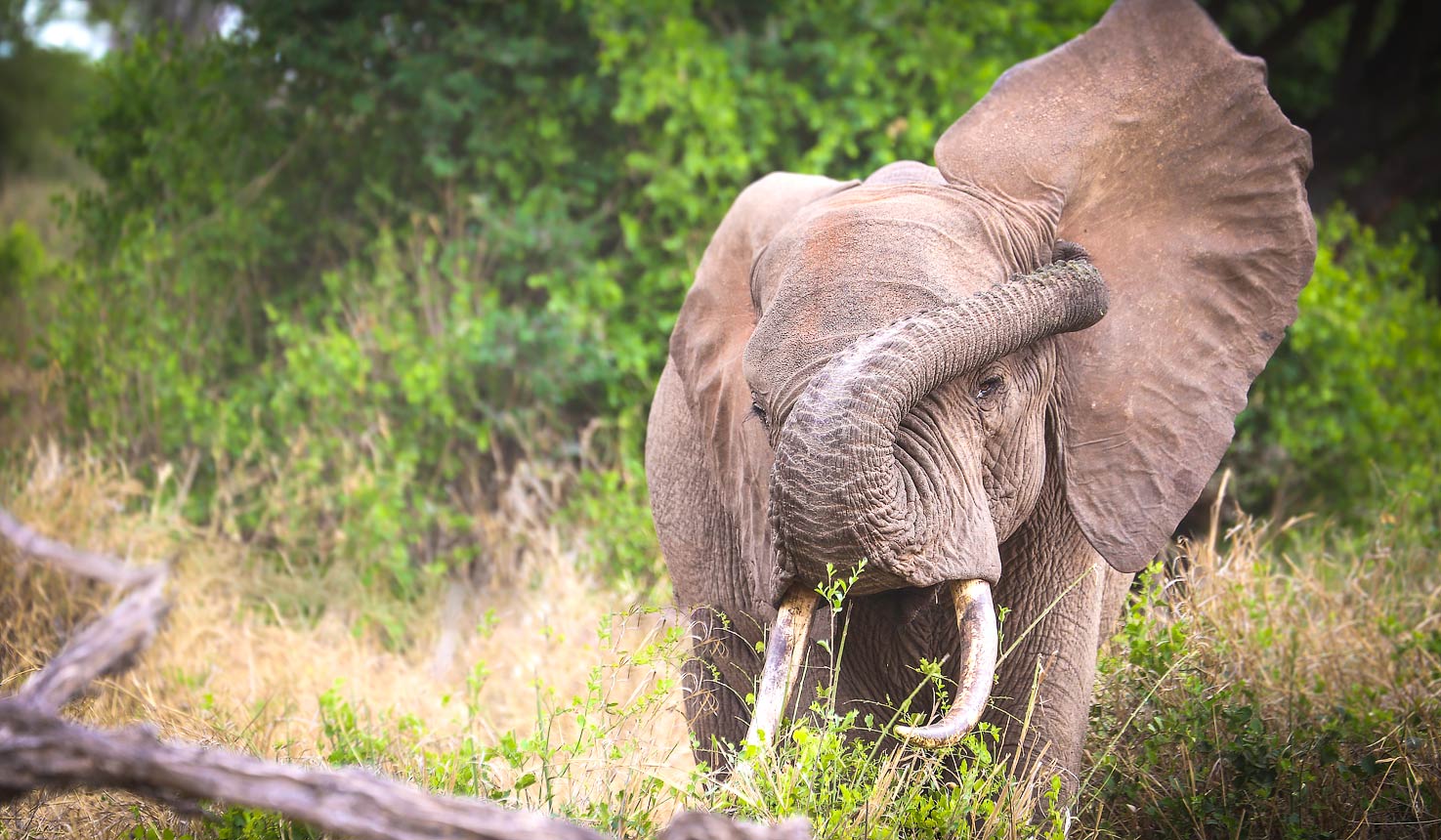 Tsavo West Safari