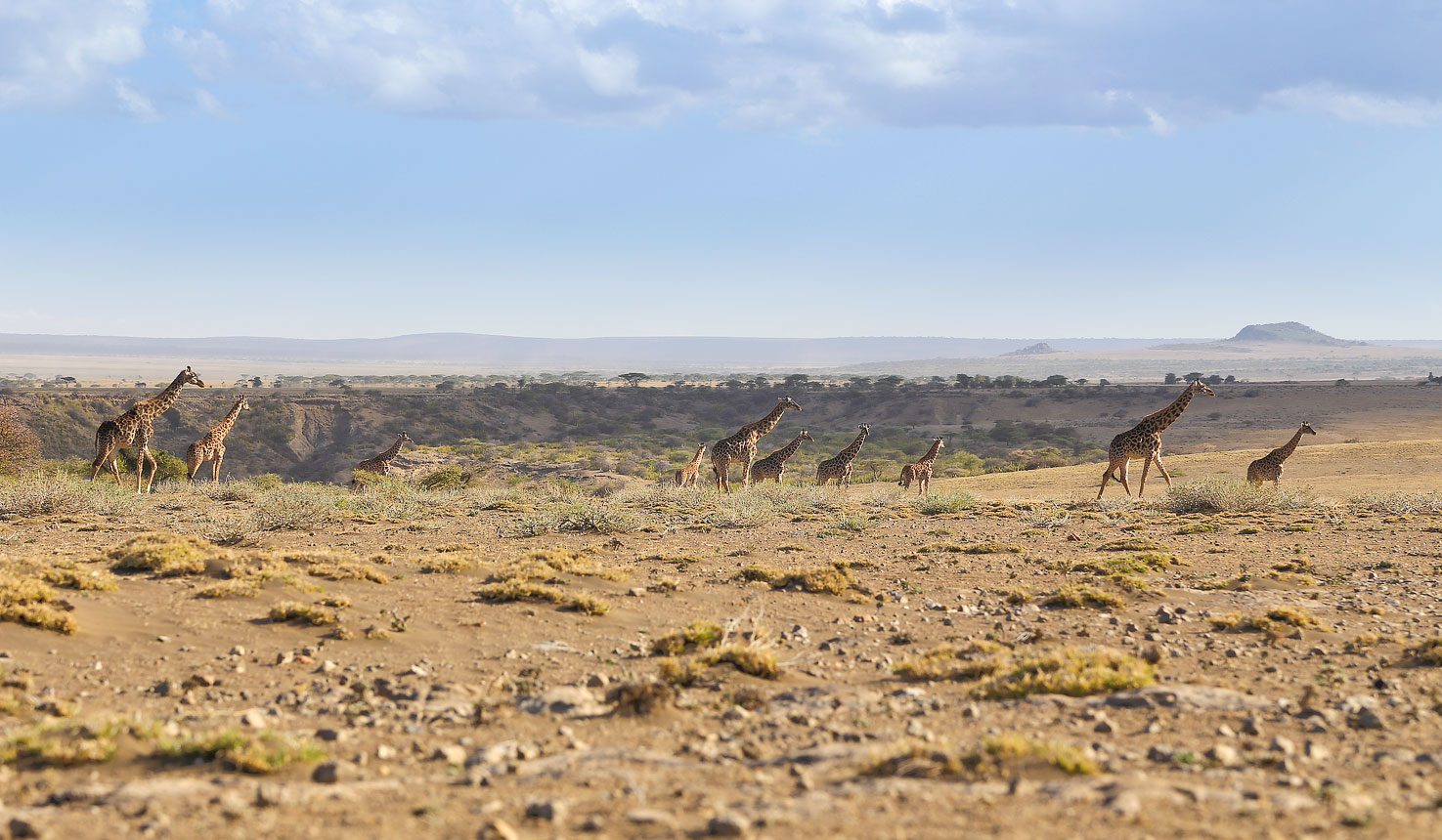 7 Days Ndutu, Serengeti, Ngorongoro Crater Safari