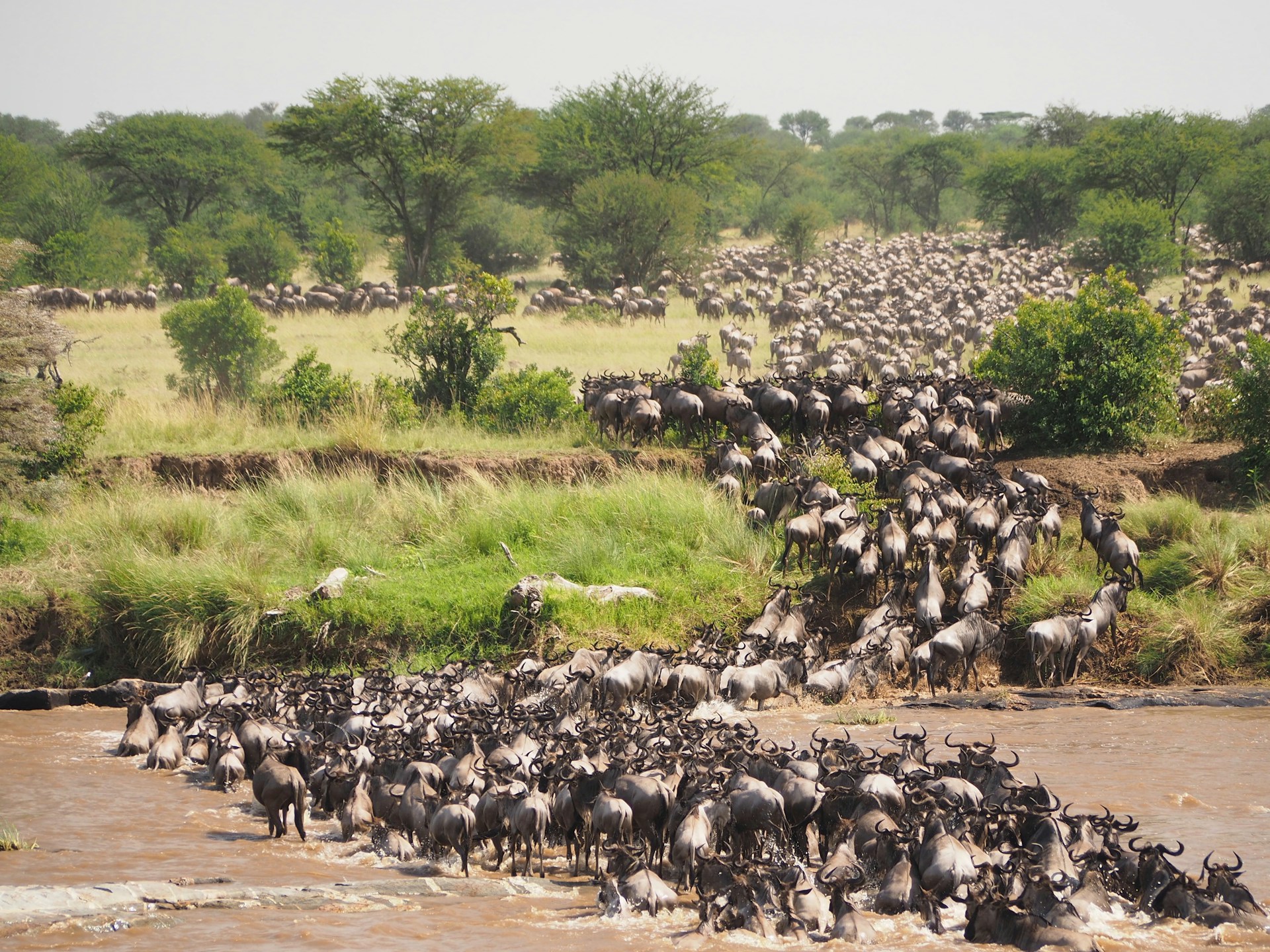 7 Days Mara River Crossing Safari
