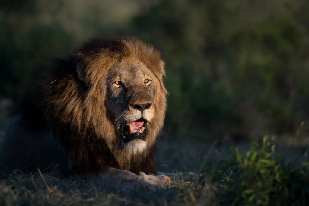Kenya Safari