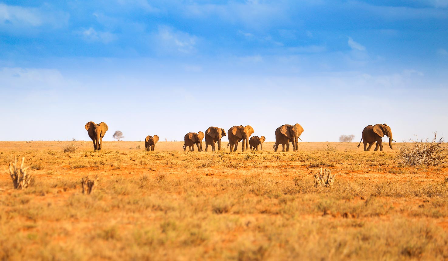 Tsavo East Safari