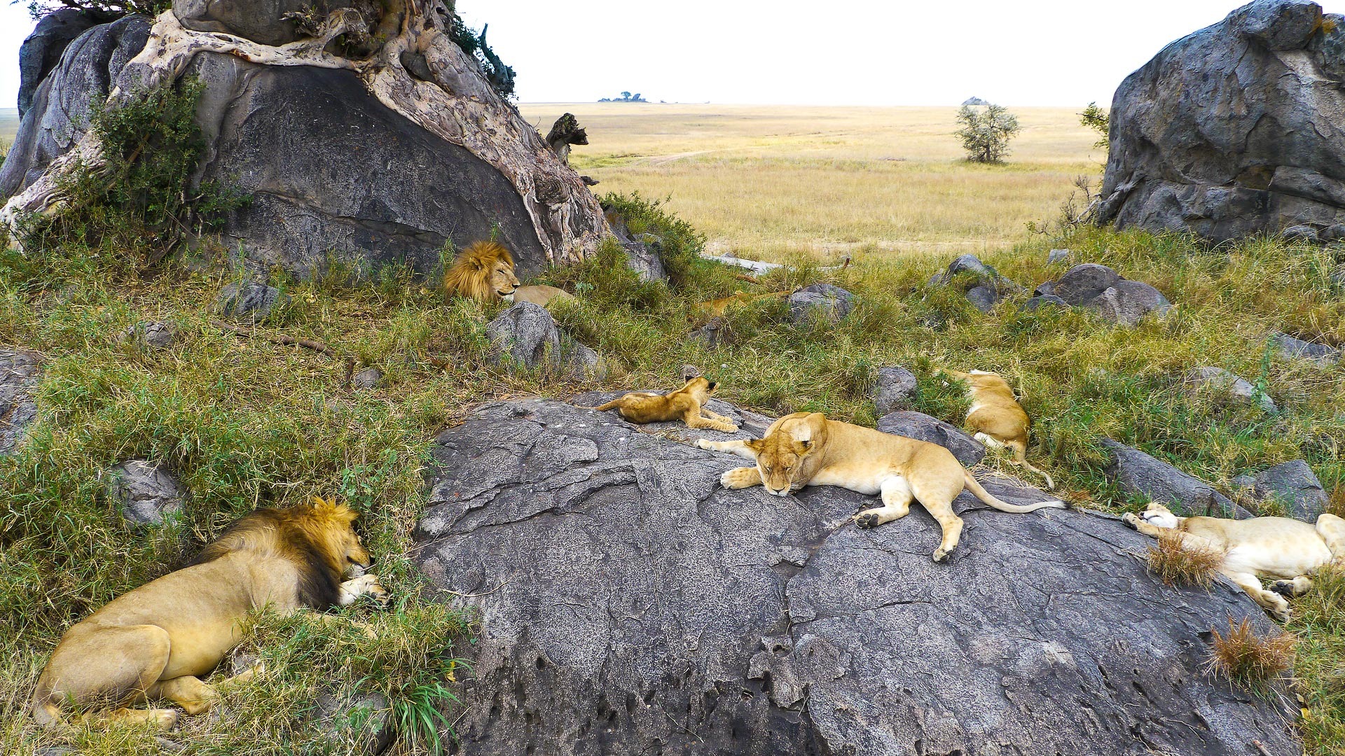 10 Days Kenya and Tanzania Safari