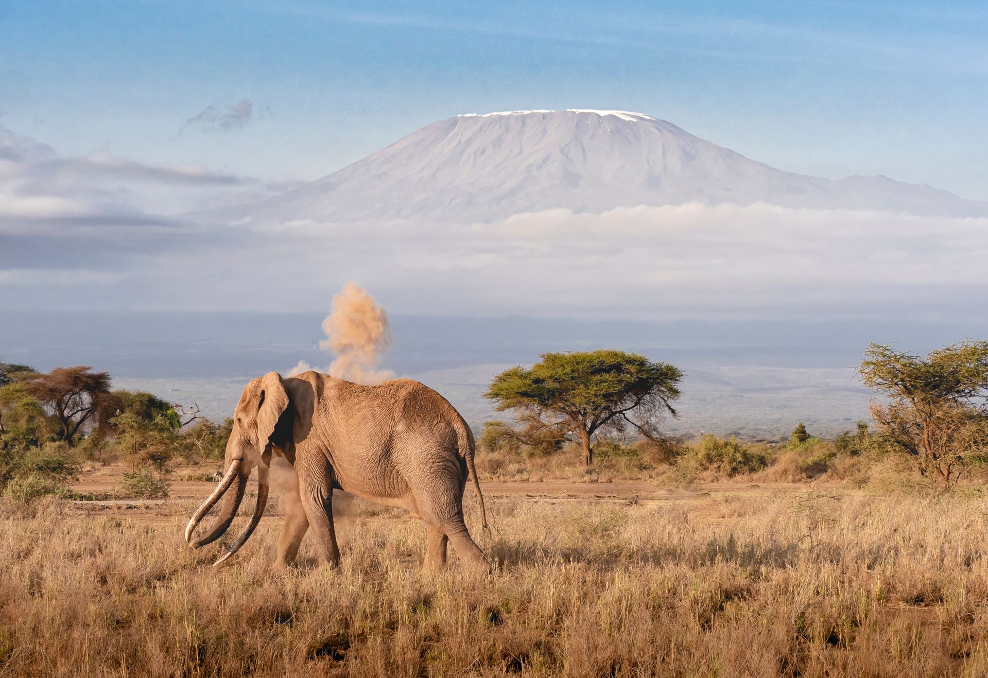 8-Day Wildlife Safari and Kilimanjaro Day Tour