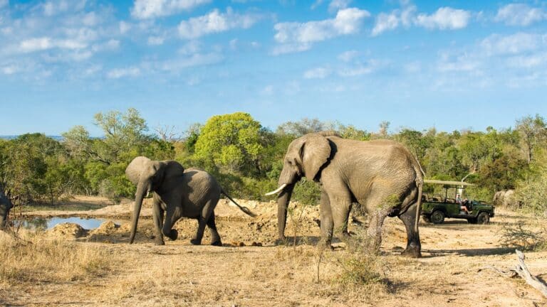 Elephant Safaris in Kenya and Tanzania