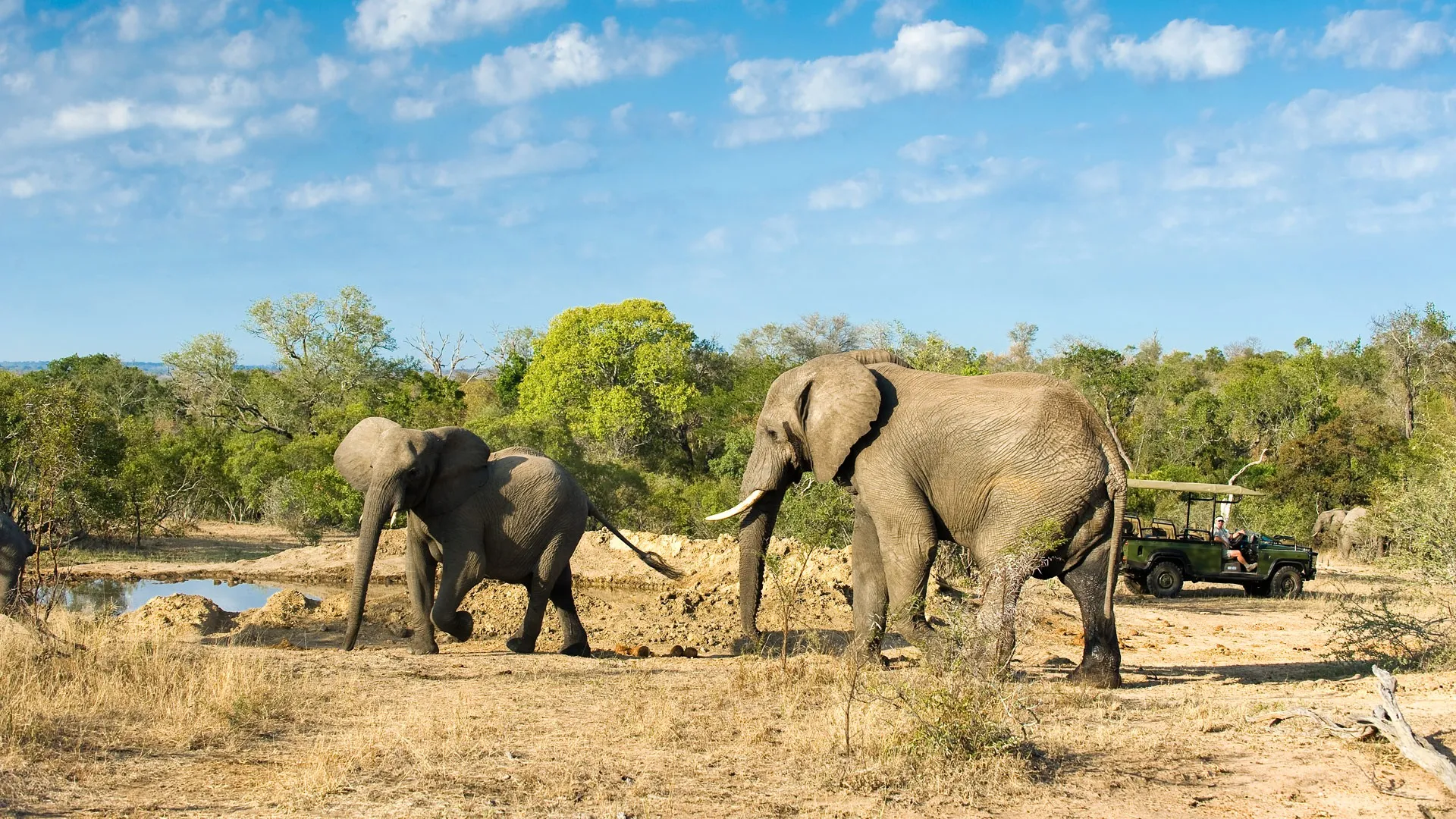 Elephant Safaris in Kenya and Tanzania