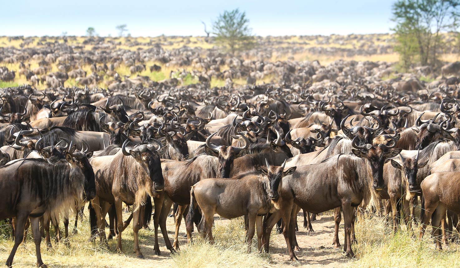 10 Days Kenya Tanzania Wildebeest Migration Safari